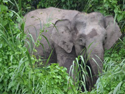 Borneo pgymy elephant, Sukau (14)